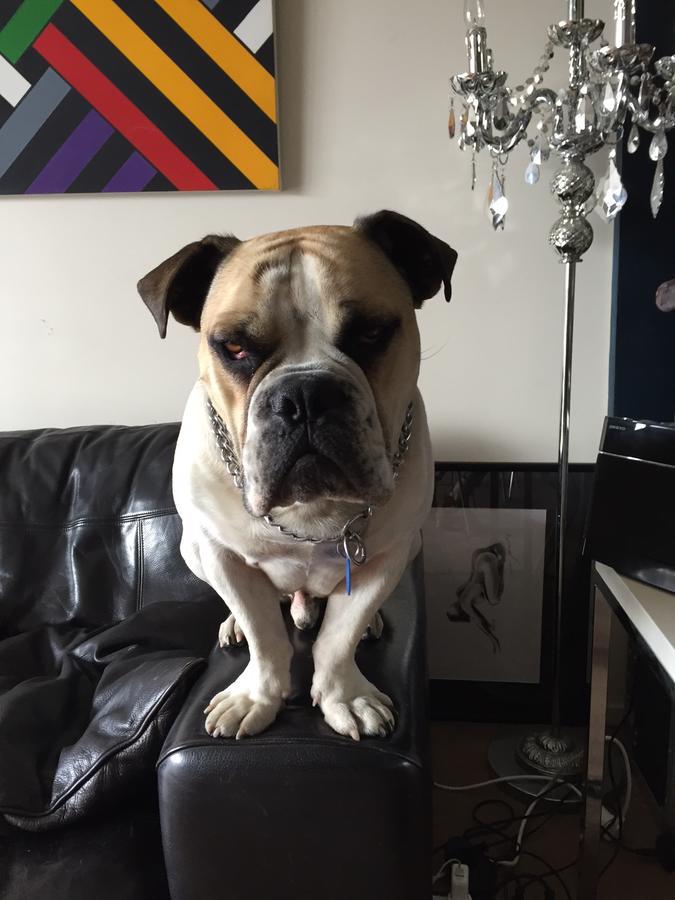 Cool Apartment, Central To Everything, Share With 2X Bulldogs Auckland Esterno foto