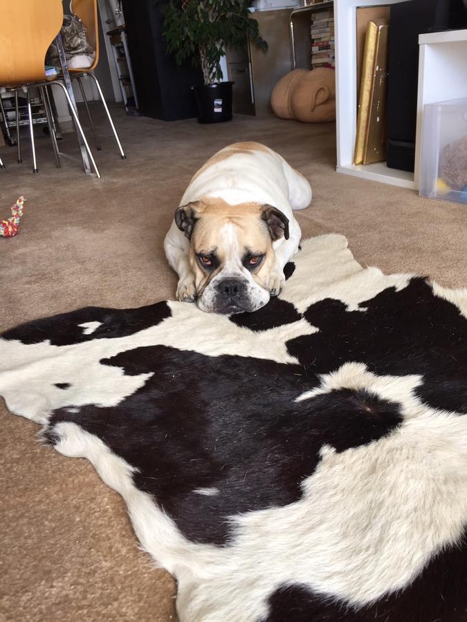 Cool Apartment, Central To Everything, Share With 2X Bulldogs Auckland Camera foto